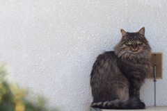 さくら猫_2