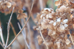 冬の紫陽花_2