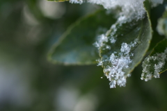 雪