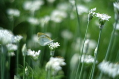 韮の花に。