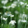 韮の花に。