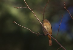 　野鳥_1