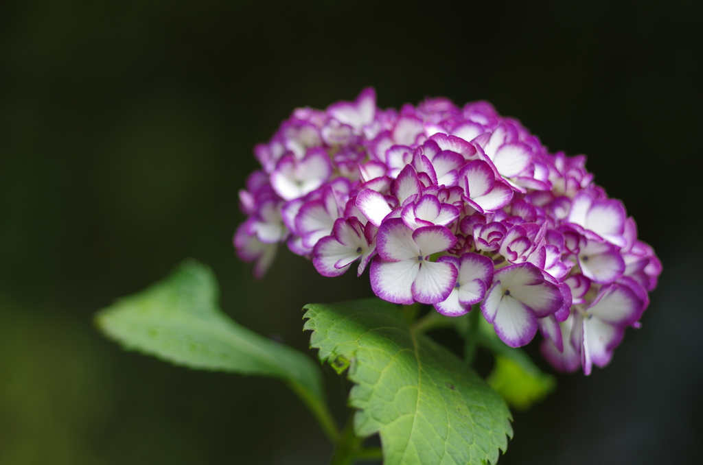 紫陽花_17　ミカコ