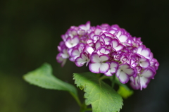 紫陽花_17　ミカコ