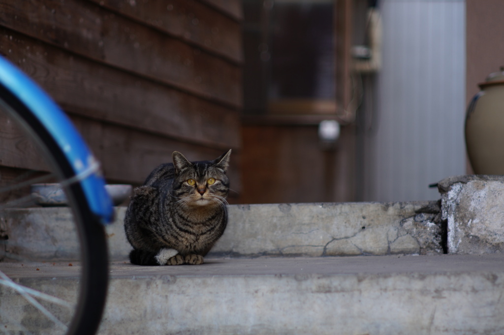 cat_217　こんにちは
