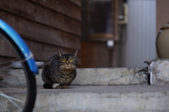 cat_217　こんにちは