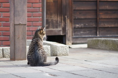 cat_167　ねぇ遊ぼうよ