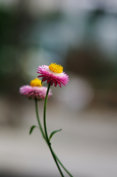 麦藁菊ですかね?