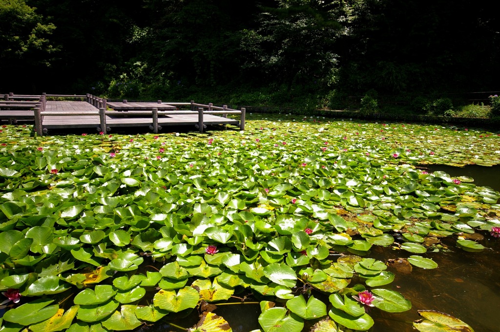 睡蓮_15