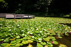 睡蓮_15