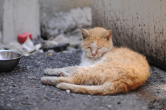 cat_312　心配
