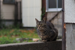 cat_44