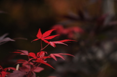 赤く芽生える