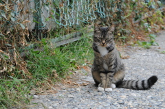 cat_394　久しぶりにゃ
