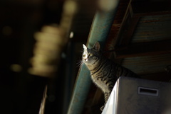 cat_190