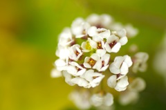 スイートアリッサム_AF90