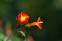 マルバルコウソウ_4