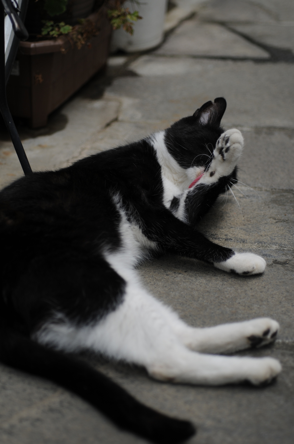 cat_354　grooming