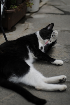 cat_354　grooming