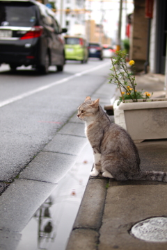 cat_329　雨は止んだかにゃ?