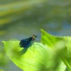 ハネの色に魅せられて