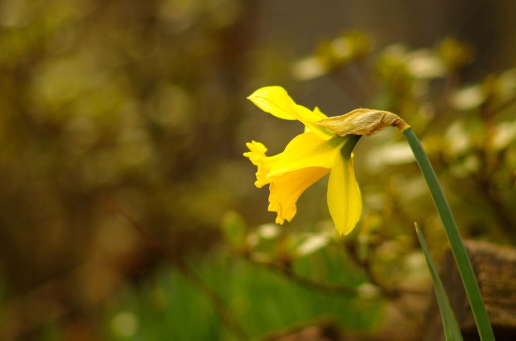 ラッパスイセン_2