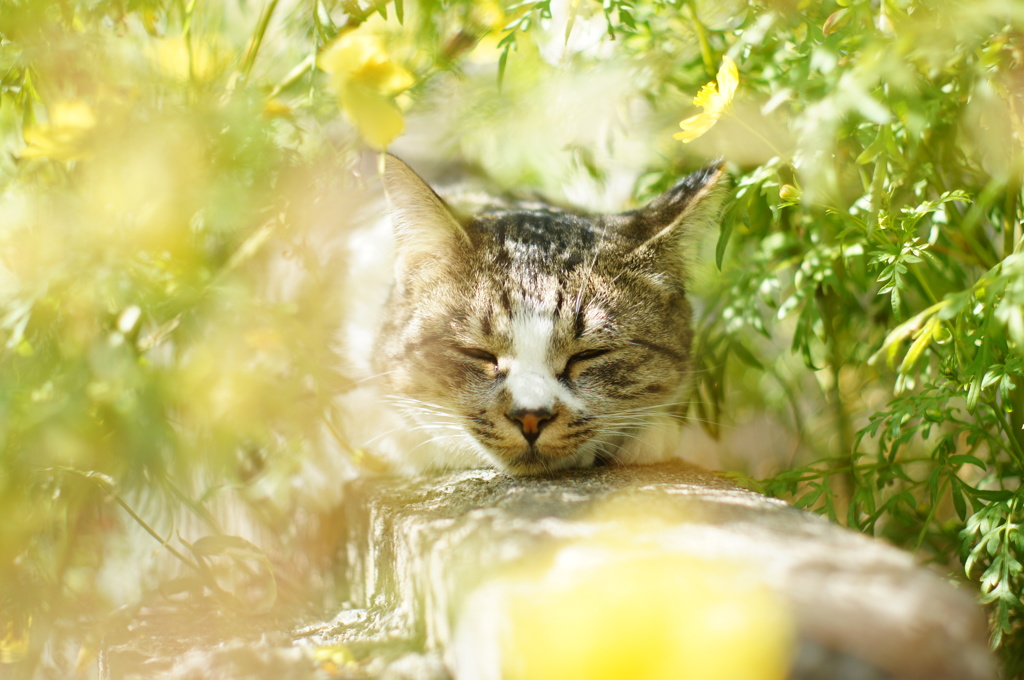 cat_108  黄色のコスモスに囲まれて