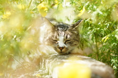 cat_108  黄色のコスモスに囲まれて