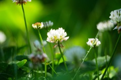 シロツメクサ_MZD75-300