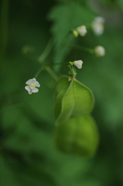 小さな花と風船