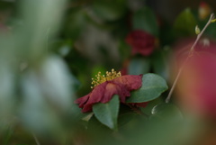 山茶花_6　終焉