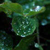 氷の雫_3