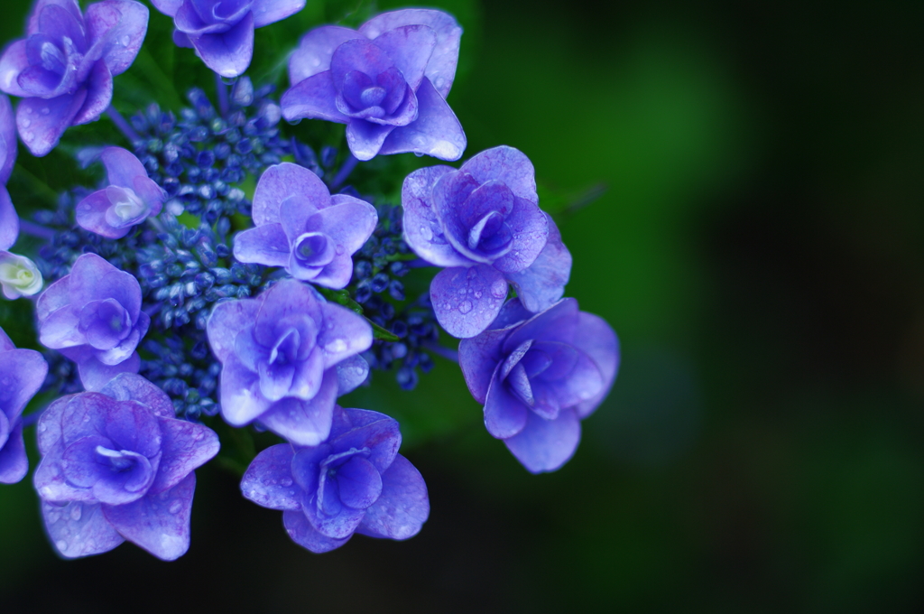紫陽花_38