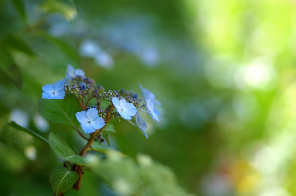 紫陽花_青