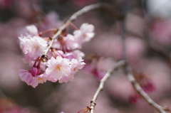 桜_5