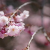 桜_5