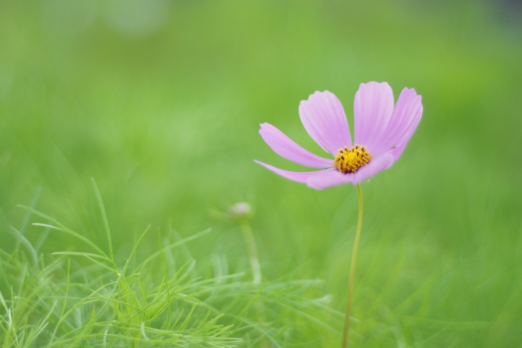 秋桜