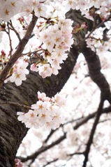 3_桜