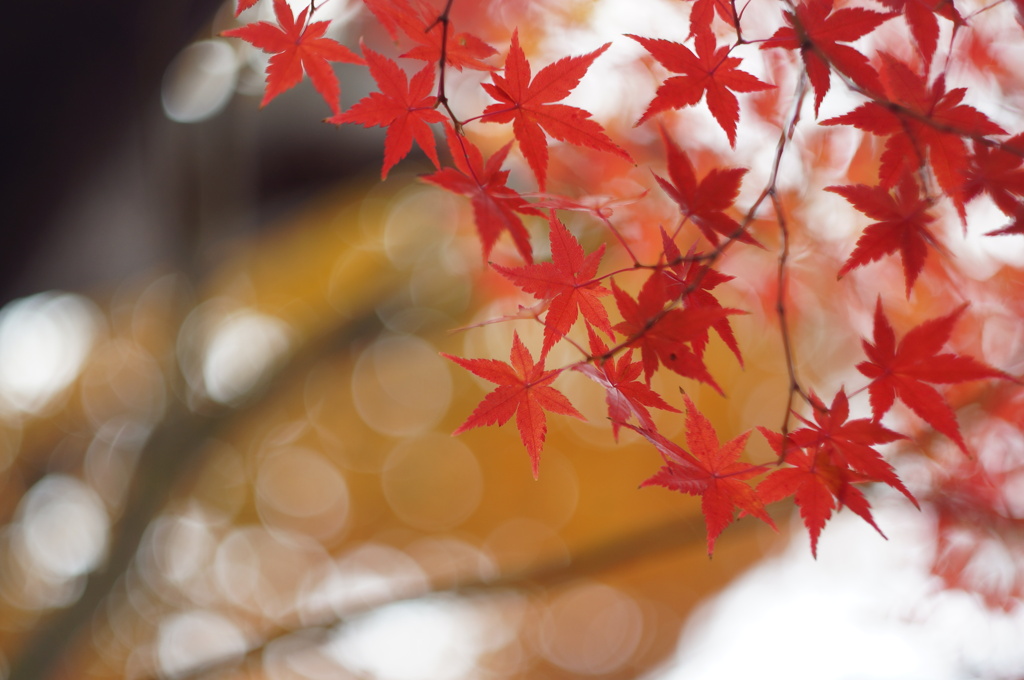 紅葉_3