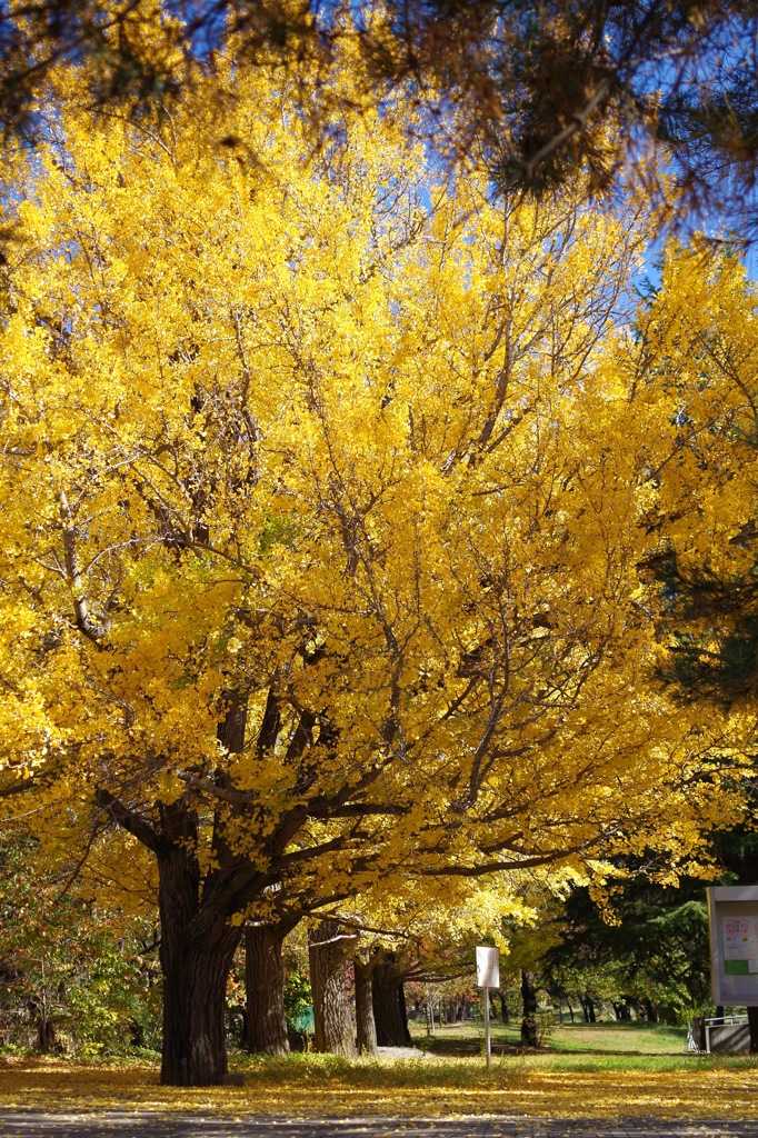 黄葉_銀杏_1