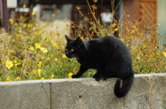 cat_450　黒猫と黄色い秋桜