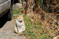 cat_221　駐車場の片隅で