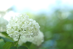 紫陽花_6　アナベル
