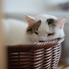 cat_545　春眠暁を覚えず
