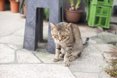 cat_381　猫背
