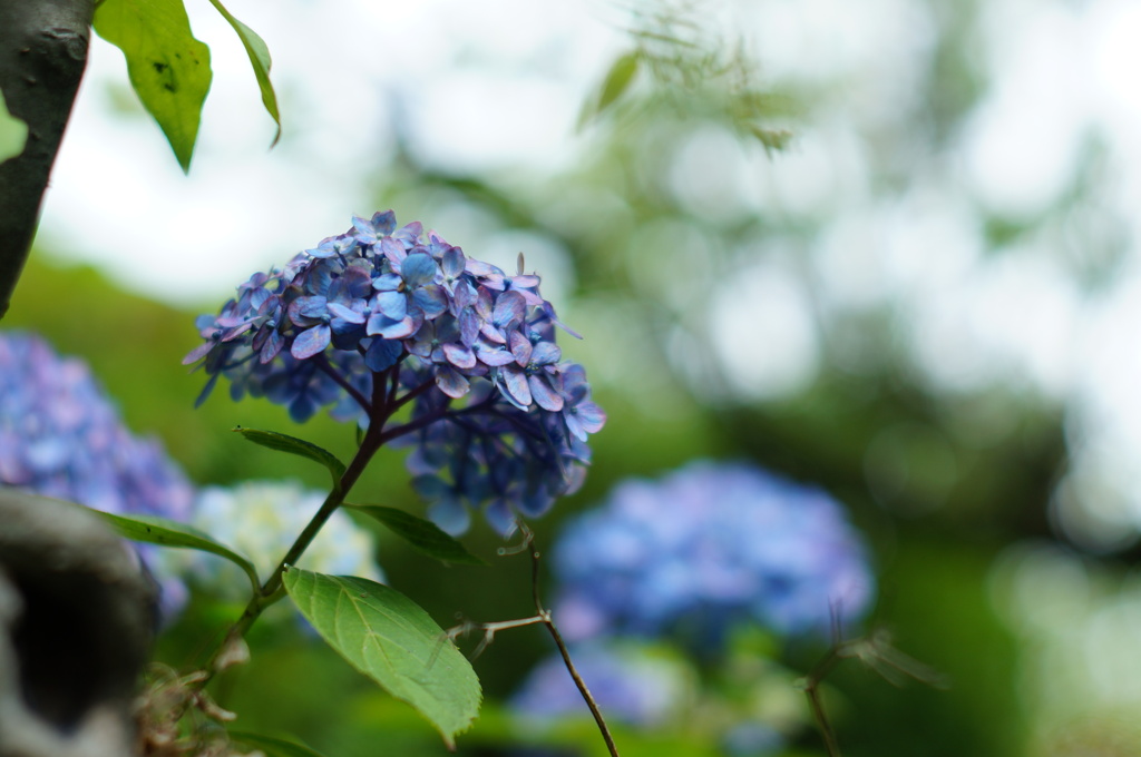 紫陽花_29