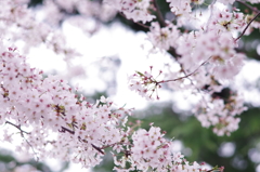 桜_8