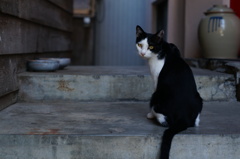 cat_101  振り向いて