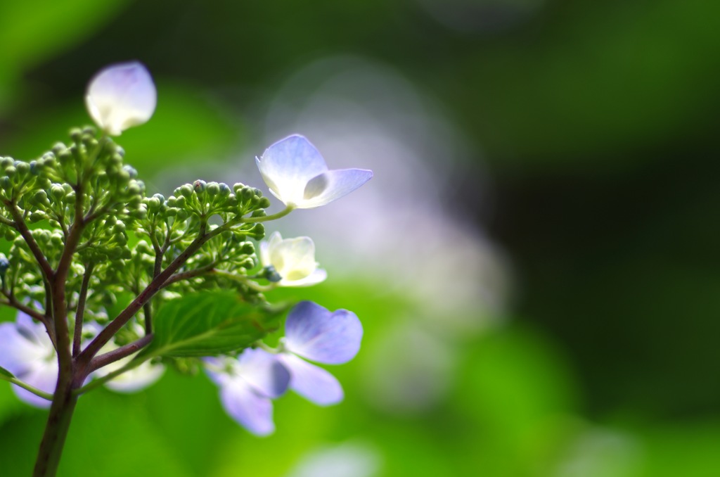 紫陽花_1