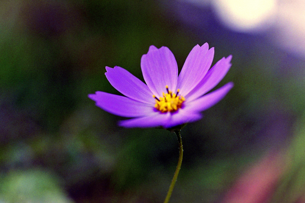 秋桜_20_フィルムにて